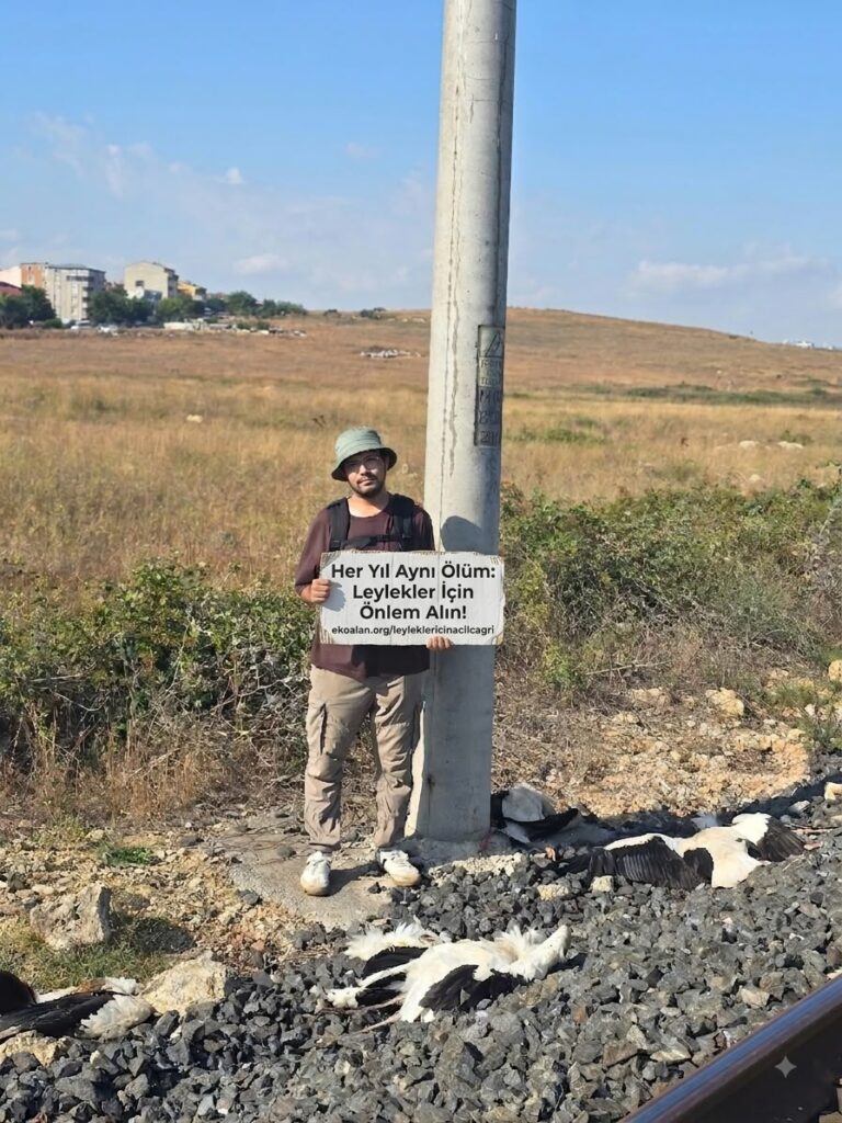 Leylek ölümleri sürüyor: Küçükçekmece’de bir haftada 101 leylek öldü 3 1786607409 saha