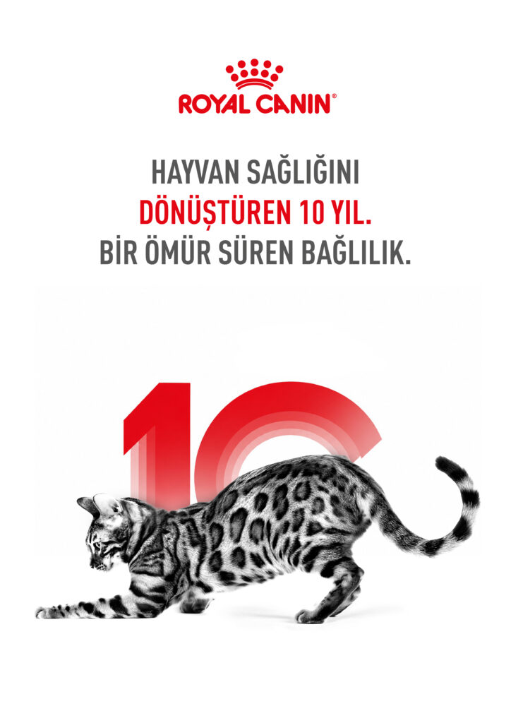 1787738377 Kedi KV