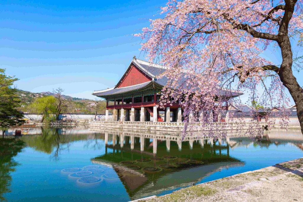 Japonya ve Güney Kore seyahatlerinde ilgi yüzde 30 arttı 4 1787906537 Gyeongbokgung saray ilkbaharda kiraz i e i a ac ile kore g ney kore nin seul ehrinde