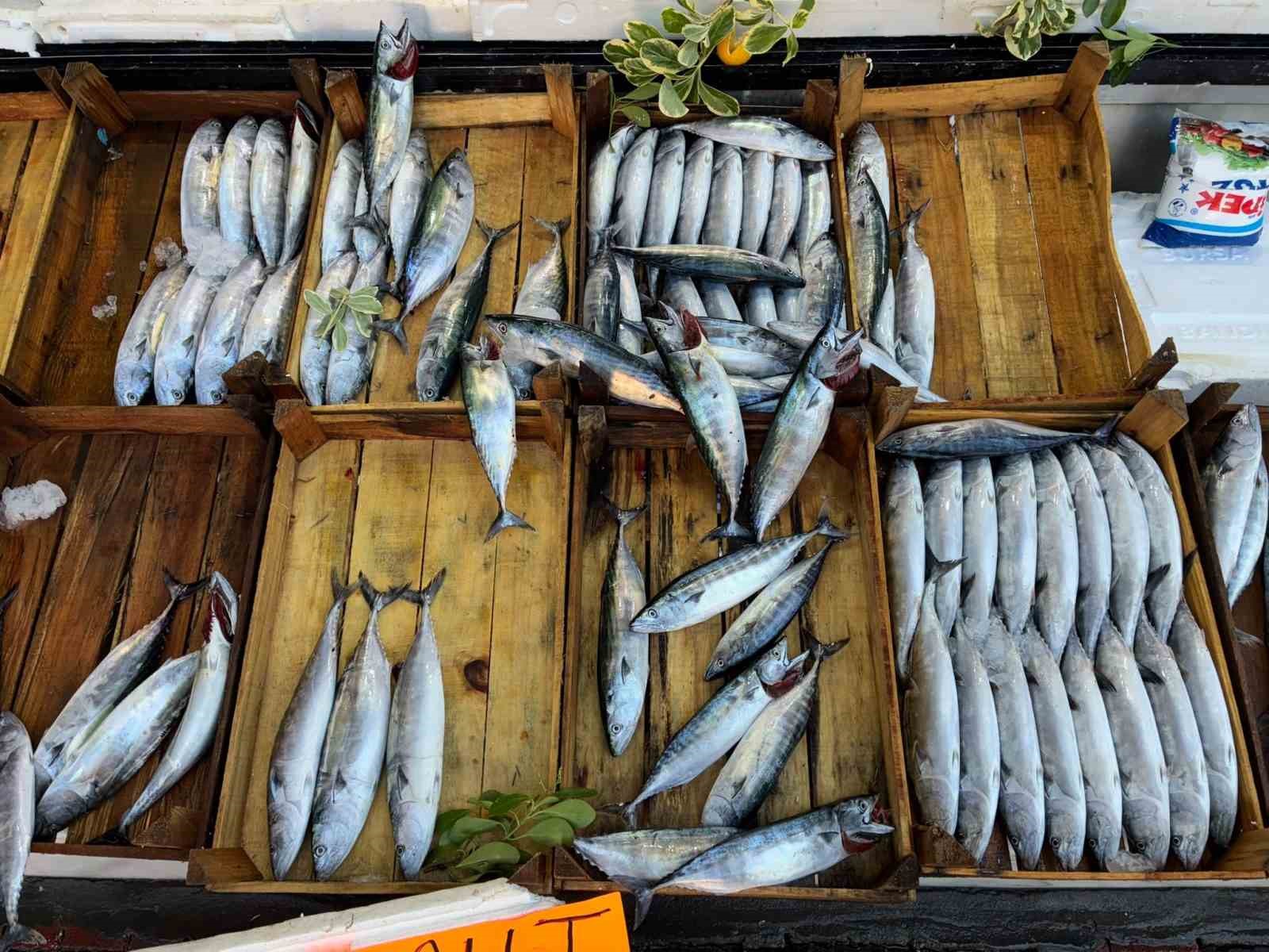 Karadeniz’de sezon öncesi palamut bereketi 3 20260818aw769704 2