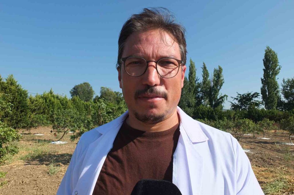 Balıkesir’de sakız ağaçlarında ilk hasat başladı 3 balıkesir-sakız