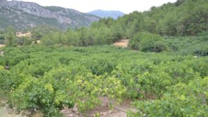 hasat oncesi ureticinin hesabi sasti 15 ton beklenen araziden 7 ton cikacak 1810553 20260820205207