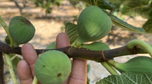 hasat oncesi ureticinin hesabi sasti 15 ton beklenen araziden 7 ton cikacak 1810553 202608202052 20260820205213 1