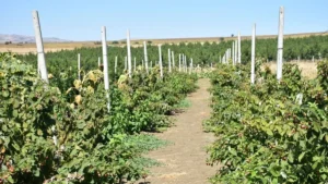 Edirne’de kahve sohbetiyle başlayan ahududu ve böğürtlen yetiştiriciliği alternatif ürün kapısı oldu 4 18b013eaacc4047cb4ce77fc36cfa2a2