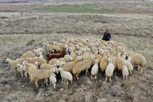 150 bin liraya bile çoban yok 3 2021 Mart AA 24069553