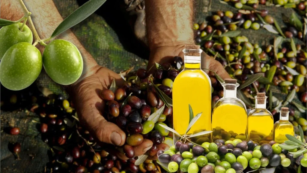 Zeytinde ürün bol, ihracatta rota daralıyor 4 Bağcı Zeytin Yönetim Kurulu Üyesi Saffet Gültekin, zeytinyağındaki 250 bin tonluk stok, ABD pazarındaki ek maliyet ve yükselen üretim giderlerine dikkat çekti. |TÜRKİYE'DE İŞ DÜNYASI DERGİSİ