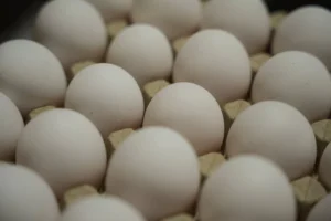 Yumurta fiyatları düştü ancak üreticiler kara kara düşünmeye başladı 4 schweizer bauern eier fit bleiben