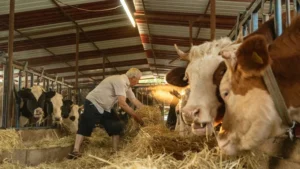 2027'de 480 bin baş besilik erkek sığır ithal edilecek 4 tarim ve orman bakanligi acikladi 480 bin bas besilik erkek sigir ithal edilecek vetg