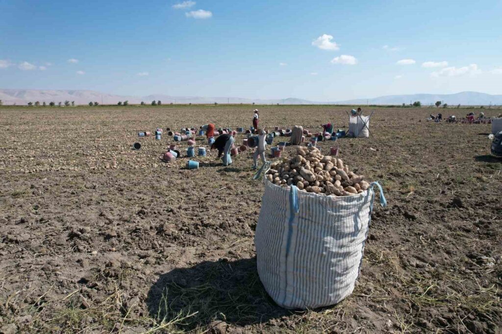 Konya, Türkiye patates üretiminin yüzde 10,9’unu karşılıyor 3 Konya, 753 bin 717 tonluk üretimle Türkiye patates üretiminin yüzde 10,9’unu karşılıyor. Üreticiler yerli tohumla dışa bağımlılığı azaltmayı hedefliyor.