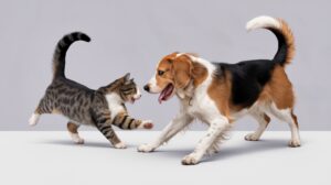 Pet sektöründe sevgi büyüyor pazar dönüşüyor 5 222