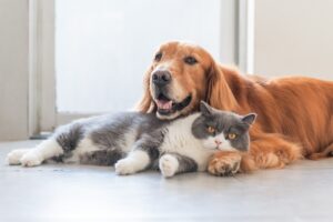 Pet sektöründe sevgi büyüyor pazar dönüşüyor 12 343337 1600x1066 best dog breeds cats 1405334155