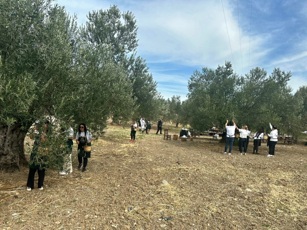 Sadık Amca Zeytinyağları’nda Erken Hasat Dönemi Başladı 4 Sadik Amca Zeytinyagi3 105123012