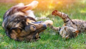Pet sektöründe sevgi büyüyor pazar dönüşüyor 14 cat and dog top