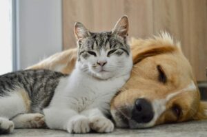 Pet sektöründe sevgi büyüyor pazar dönüşüyor 9 iStock 2159501928 2 1