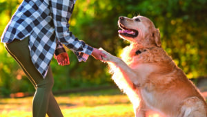 Pet sektöründe sevgi büyüyor pazar dönüşüyor 4 shutterstock 2829051199