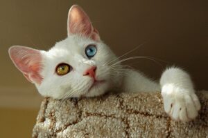 Pet sektöründe sevgi büyüyor pazar dönüşüyor 11 whiteTurkishvancatwithoneambereyeandoneblueeyerestingatopacattree min